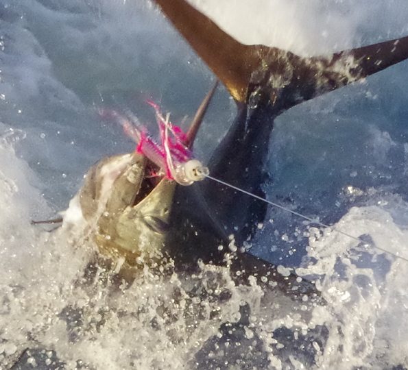 La pêche au gros / Big Game Fishing