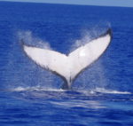 baleine 9